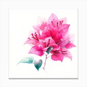 Watercolor Pink Bougainvillea Flower Canvas Print