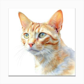Bali Cat Portrait 2 Canvas Print