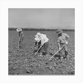 Untitled Photo, Possibly Related To San Benito, California, Japanese Americans Work In Field While They Wait For Final Canvas Print