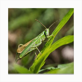 Grasshopper 4 Canvas Print