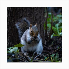 Grey Squirrel Canvas Print