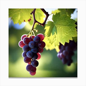 Grapes On The Vine 37 Canvas Print