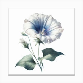 Flower of Convolves Canvas Print