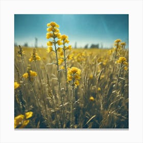 Sunflowers In The Field 6 Canvas Print