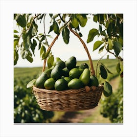 Avocados In A Basket Canvas Print