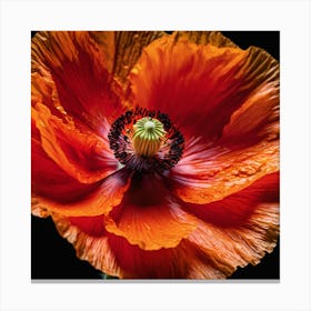 Ethereal poppy flower 3 Canvas Print