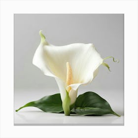 White Calla Lily 7 Canvas Print