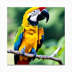 Colorful Parrot 3 Canvas Print