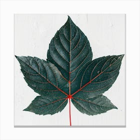 Maple Leaf On White Background Canvas Print