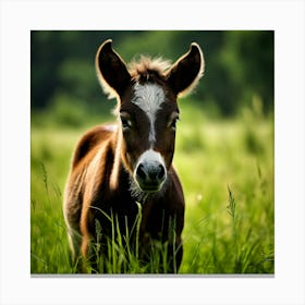 Grass Horse Green Brown Meadow Nature Young Baby Head Mammal Cow Calf Wild Donkey Pony (6) Canvas Print