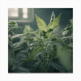 Marijuana Plants In A Greenhouse Canvas Print