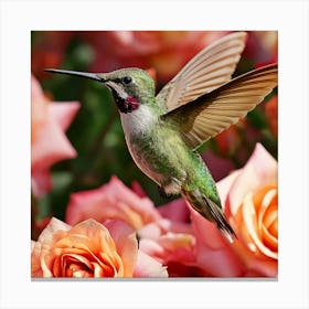 Hummingbird Canvas Print