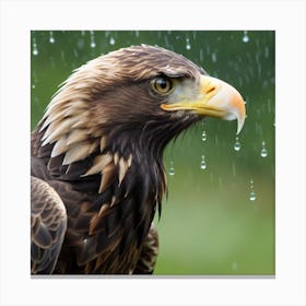 Golden Eagle In The Rain Canvas Print