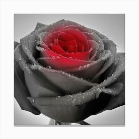 Black And Red Rose Canvas Print