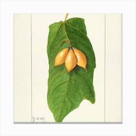 Nutmeg Canvas Print