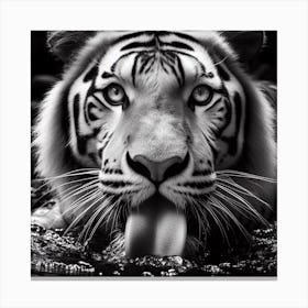 Tiger 2 Canvas Print