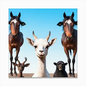 Group Of Horses And Goats 4 Canvas Print