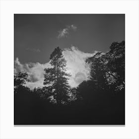 Untitled Photo, Possibly Related To Shasta County, California,Trees And Clouds By Russell Lee Canvas Print