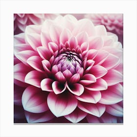 Large pink Dahlia flower 2 Canvas Print