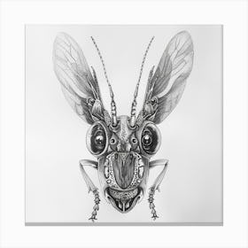 Beetle 12 Canvas Print