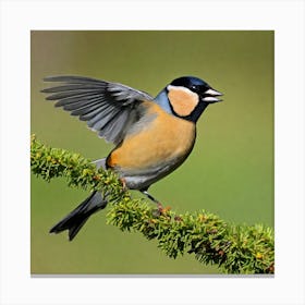 Tawny Finch 2 Canvas Print