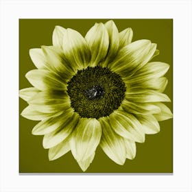 Olive Green Sunflower Square Canvas Print
