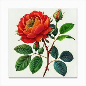 Rose Of St Augustine Canvas Print