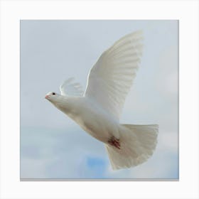 White Dove In Flight Canvas Print