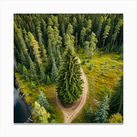 Fresh Springtime View Of A Tall Spruce Pine Tree Located In A Breathtakingly Scenic Rural Park In S (4) Lienzo