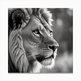 Monochrome Lion  Canvas Print