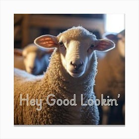 Hey Good Lookin', Close up sheep Canvas Print