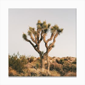 Joshua Tree Scenery Canvas Print