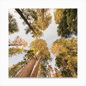 Redwood Tree Canopy Canvas Print