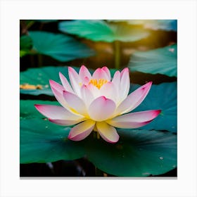 Lotus Flower 62 Canvas Print