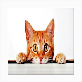 Orange Tabby Cat,A playful cat peeking from behind a white surface Canvas Print