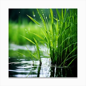 Grass Plant Reed Green Background Nature Closeup Garden Flora Growth Leaf Summer Spring (6) Canvas Print