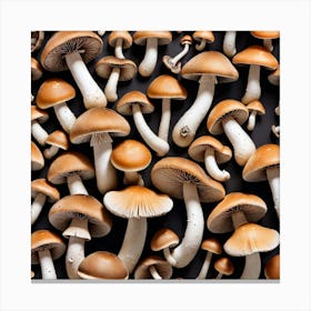 Mushroom Collection On A Black Background 1 Canvas Print