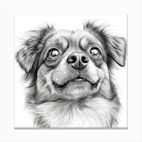 Tibetan Spaniel 1 Canvas Print