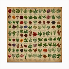 Herbs Of The World Canvas Print