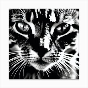Black And White Cat 7 Canvas Print