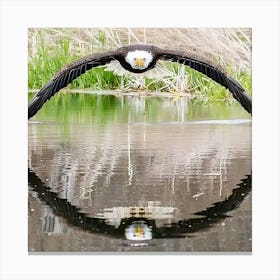 Bald Eagle Canvas Print