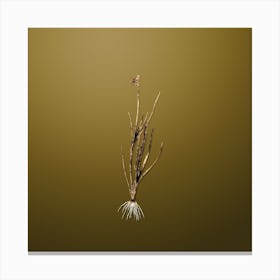 Gold Botanical Narrow leaf Blue eyed grass on Dune Yellow n.3597 Canvas Print