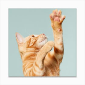 Cat Reaching For A Toy 1 Canvas Print