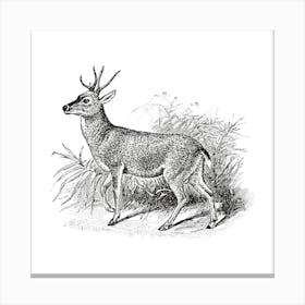 Deer.5 Canvas Print