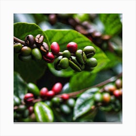 Coffee Beans On A Tree 25 Canvas Print