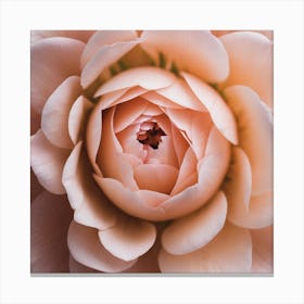 Peach Rose Canvas Print