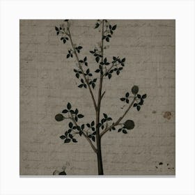 Pomegranate Tree Canvas Print