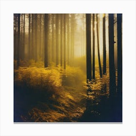 Foggy Forest 7 Canvas Print