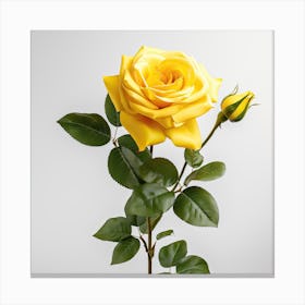 Yellow Rose 1 Canvas Print