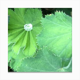 Water Droplet In Leaf Canvas Print